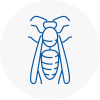 Rossington Wasp Nest Removal